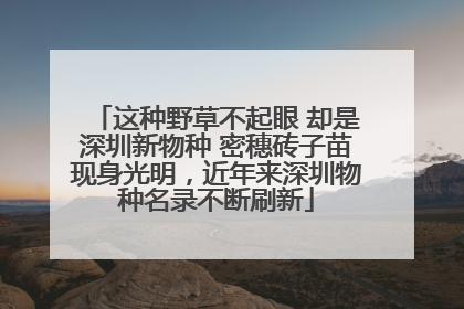 这种野草不起眼 却是深圳新物种 密穗砖子苗现身光明，近年来深圳物种名录不断刷新